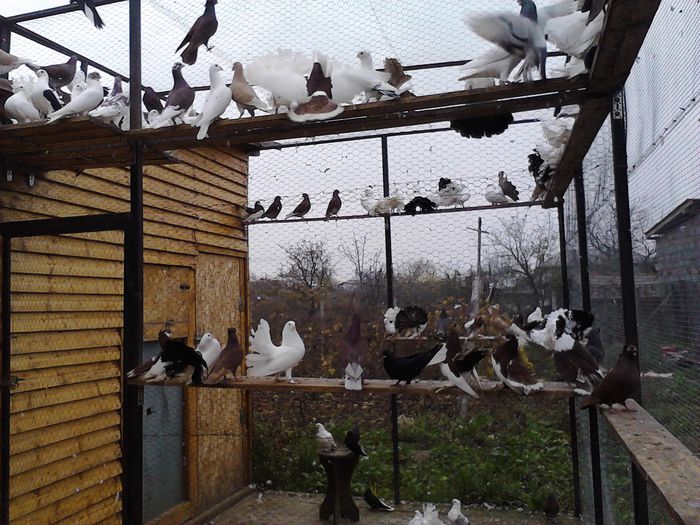 IMG_20141123_150023_0 - la gramada noiembrie 2014