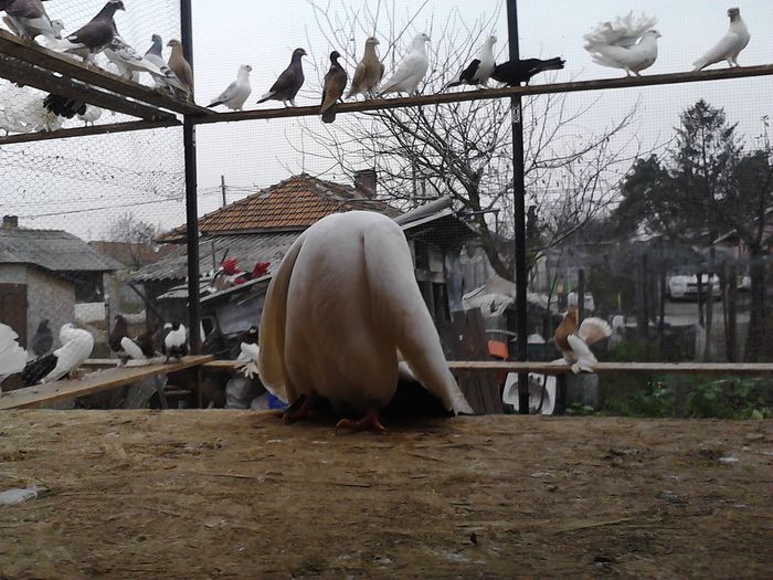 IMG_20141123_150146_0 - la gramada noiembrie 2014