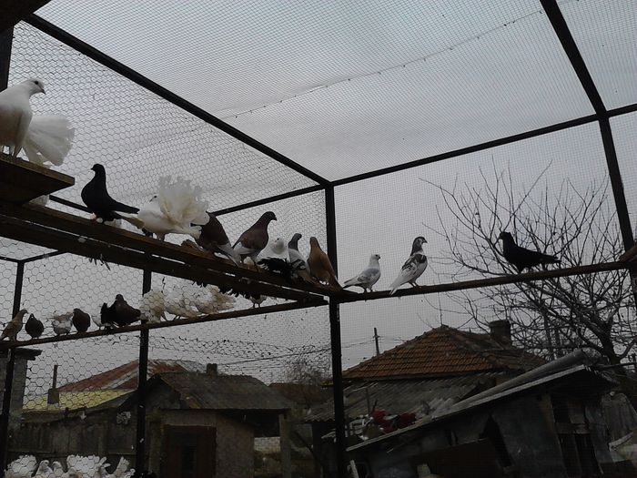 IMG_20141123_150210_0 - la gramada noiembrie 2014