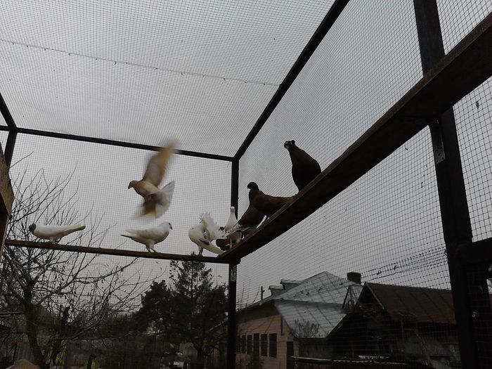 IMG_20141123_150215_0 - la gramada noiembrie 2014