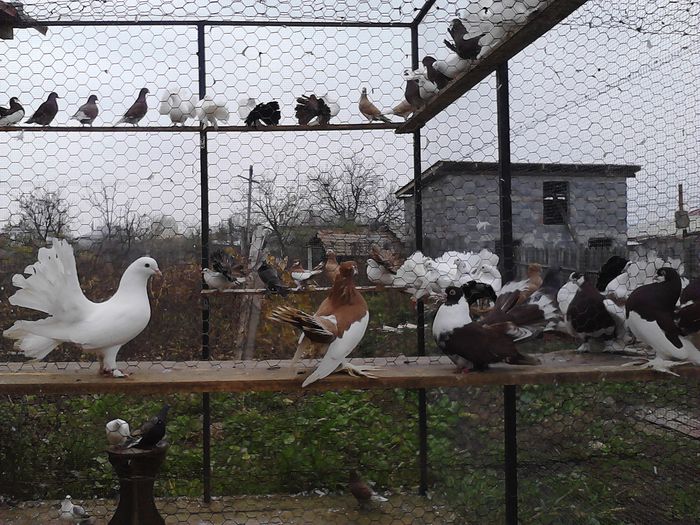 IMG_20141123_150227_0 - la gramada noiembrie 2014