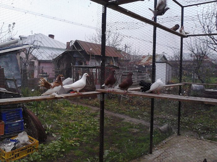 IMG_20141123_150504_0 - la gramada noiembrie 2014