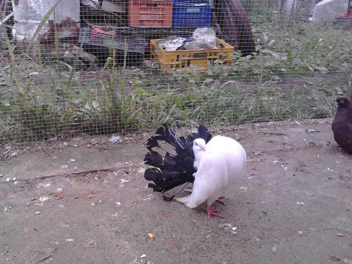 IMG_20141123_150600_0 - la gramada noiembrie 2014