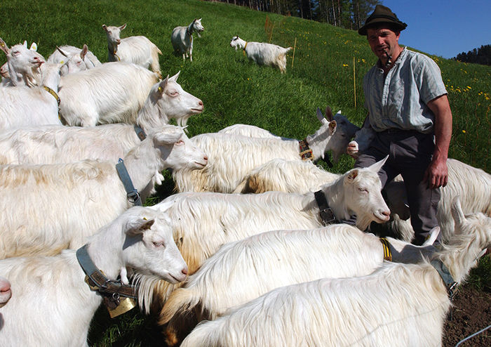 Capre Appenzeller la pascut - Rase de oi si capre-Poze deosebite 2