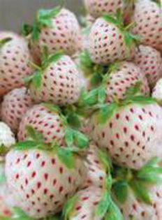 67094772_VXXQQAA - capsuni soi pineberry alb ananas