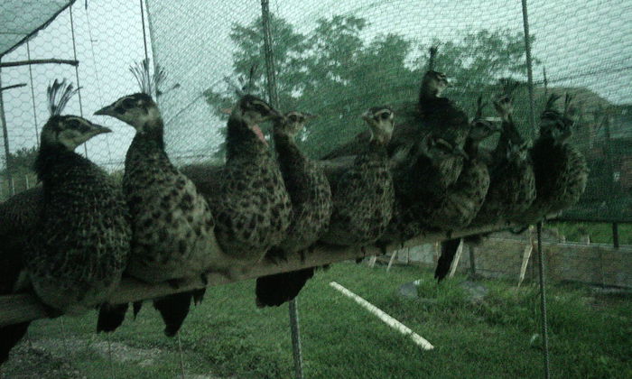 Vînduti - VAND SAU SCHIMB