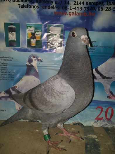 porumbei mulemans 014 - Mulemans de zbor