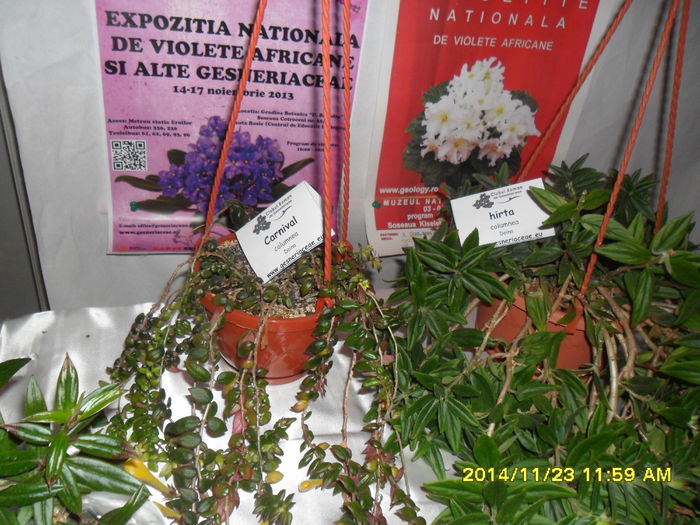 SAM_7790 - Expozitie violete noiembrie 2014