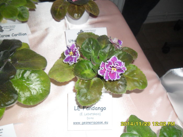 SAM_7809 - Expozitie violete noiembrie 2014