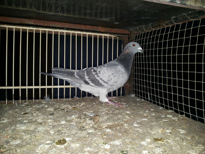 porumbei mulemans 020