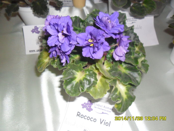 SAM_7823 - Expozitie violete noiembrie 2014