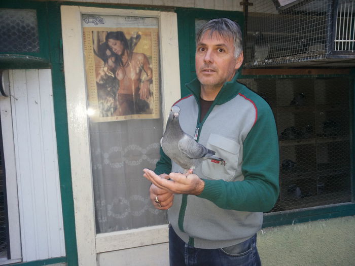 porumbei mulemans 023