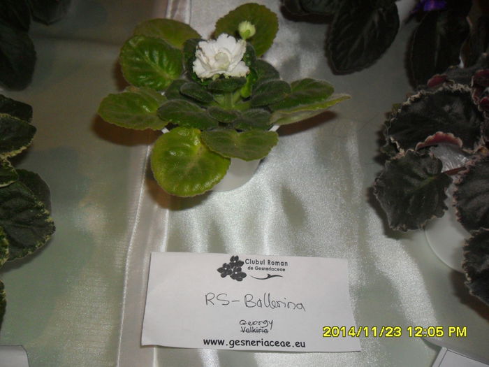 SAM_7831 - Expozitie violete noiembrie 2014