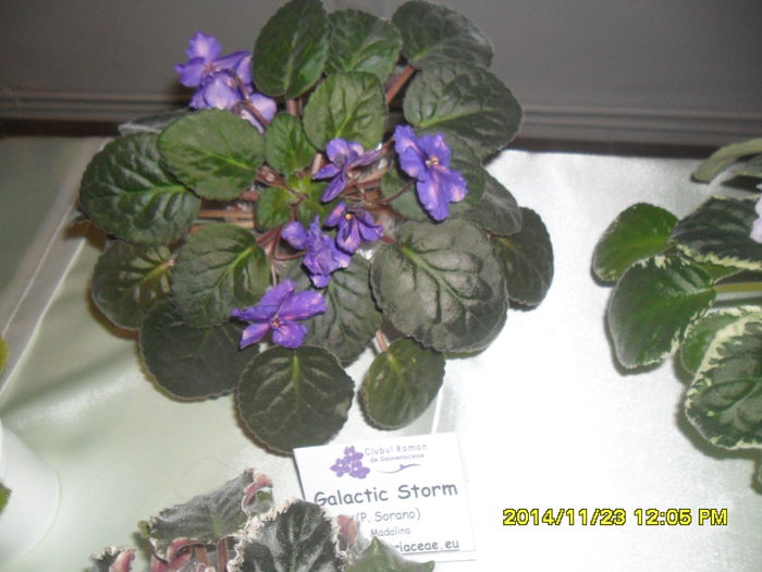 SAM_7833 - Expozitie violete noiembrie 2014