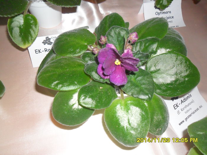 SAM_7835 - Expozitie violete noiembrie 2014