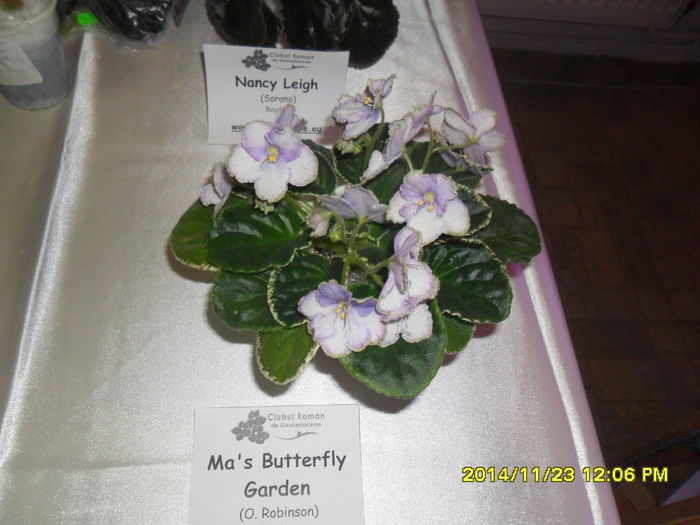 SAM_7841 - Expozitie violete noiembrie 2014