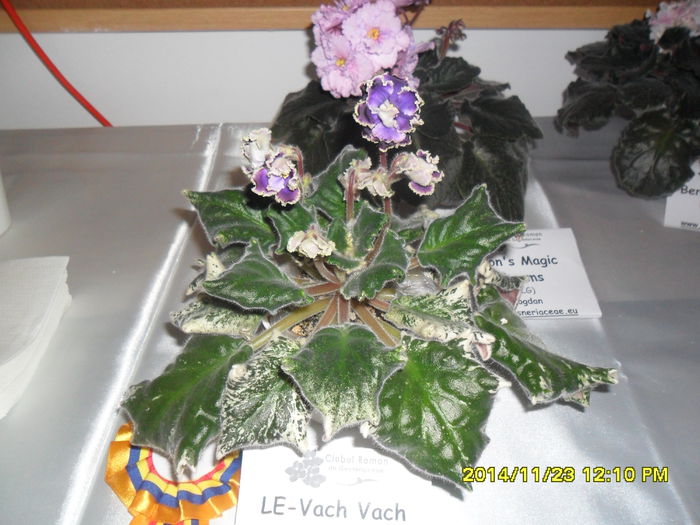 SAM_7867 - Expozitie violete noiembrie 2014