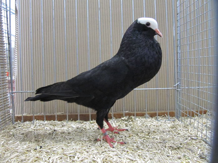 Ulm 2014 342 - Expozitia nationala a Germaniei - Ulm 2014