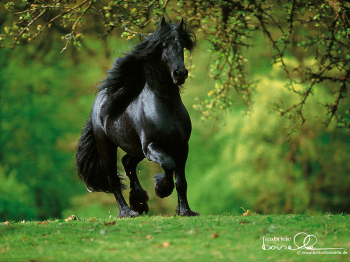 The-best-top-desktop-horse-wallpapers-13 - Cai frumosi