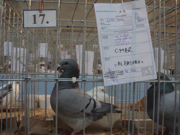 Campion Brasov -2014 (96pct)