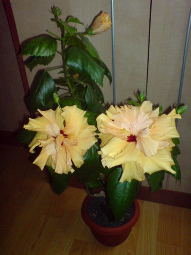 DSC00954 - hibiscus