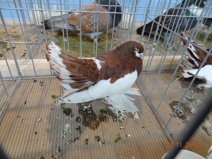 100999391_EKPOJQN - S- Expozitie Cupa Hobby Centrum Brasov 2014