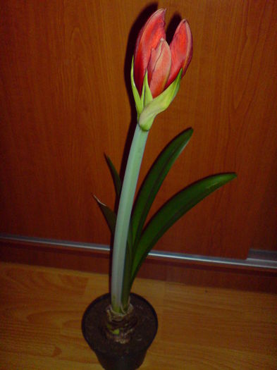 DSC00901 - AMARYLLIS