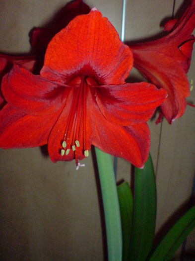 DSC00943 - AMARYLLIS