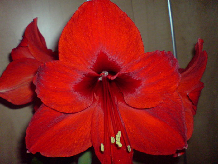 DSC00947 - AMARYLLIS