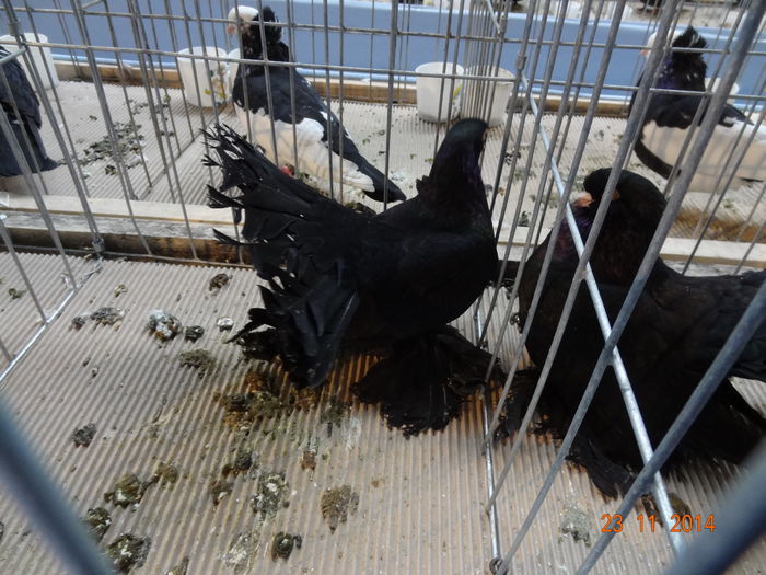 100999403_YZCODIF3 - S- Expozitie Cupa Hobby Centrum Brasov 2014