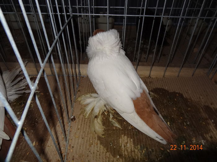 100999443_QTSZQJK - S- Expozitie Cupa Hobby Centrum Brasov 2014