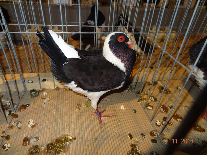 100999468_DRQKIJY3 - S- Expozitie Cupa Hobby Centrum Brasov 2014