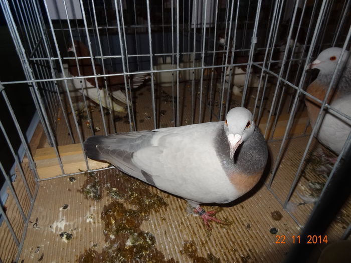 100999469_CDMVSEC - S- Expozitie Cupa Hobby Centrum Brasov 2014