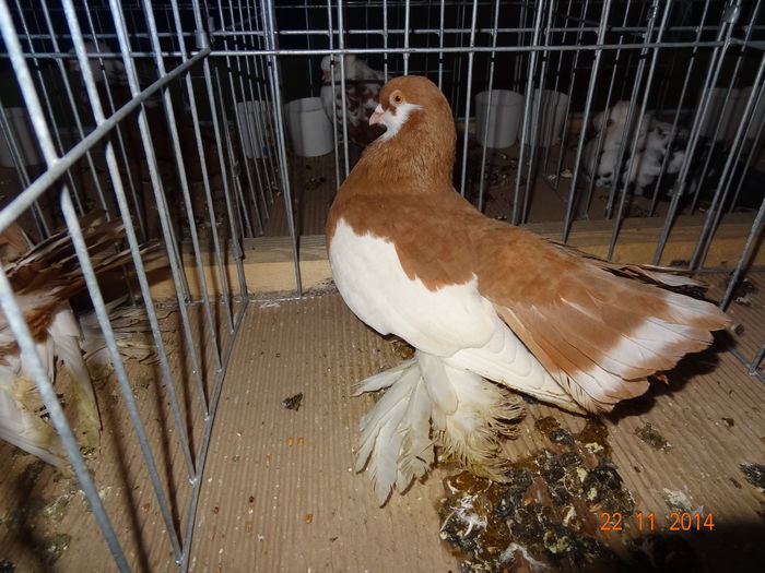 100999470_PLGFEDU - S- Expozitie Cupa Hobby Centrum Brasov 2014