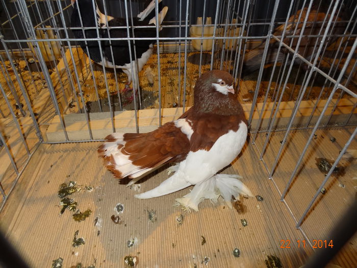 100999477_TGMBIQV - S- Expozitie Cupa Hobby Centrum Brasov 2014