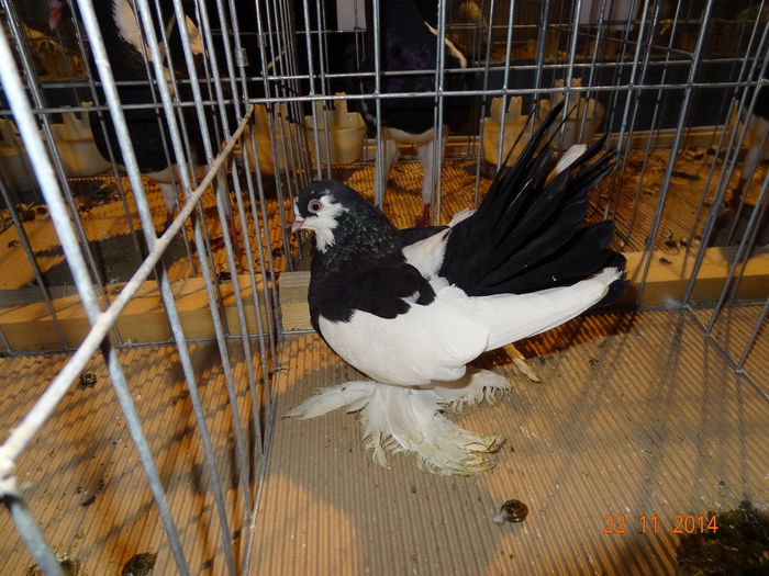 100999478_RVSFURW3 - S- Expozitie Cupa Hobby Centrum Brasov 2014