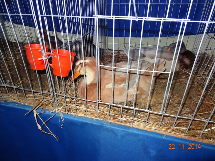 100999569_TSFNGAV - S- Expozitie Cupa Hobby Centrum Brasov 2014