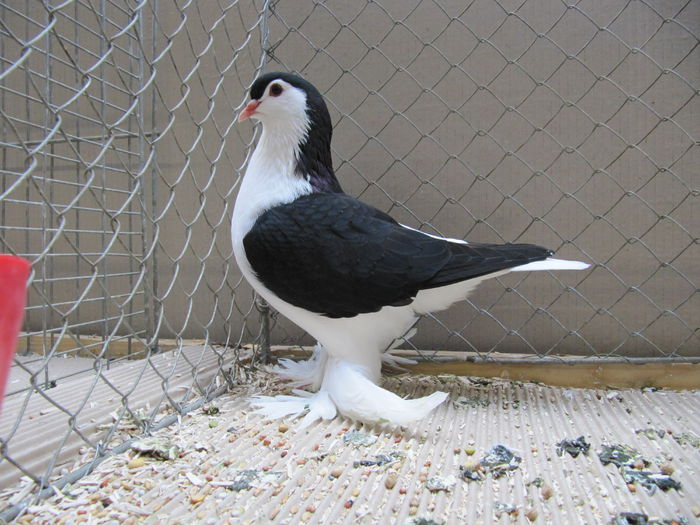 Ulm 2014 297 - Expozitia nationala a Germaniei - Ulm 2014