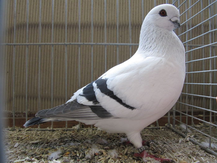 Ulm 2014 299 - Expozitia nationala a Germaniei - Ulm 2014