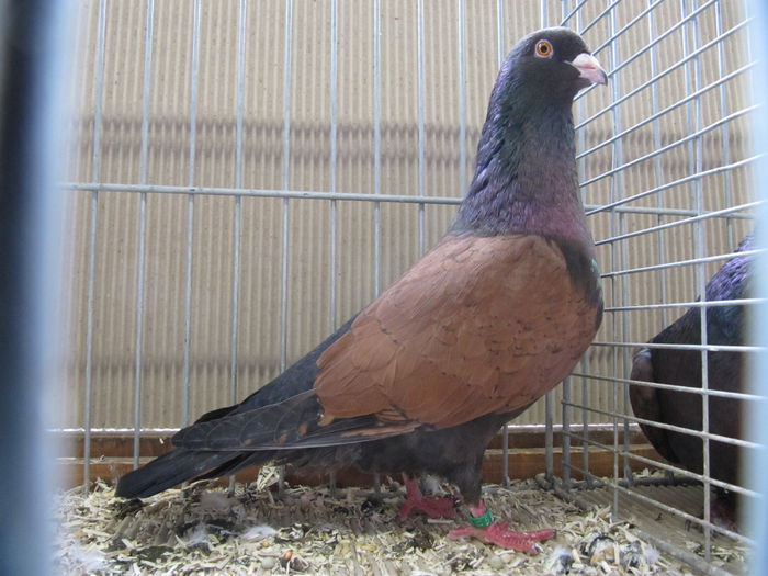 Ulm 2014 300 - Expozitia nationala a Germaniei - Ulm 2014