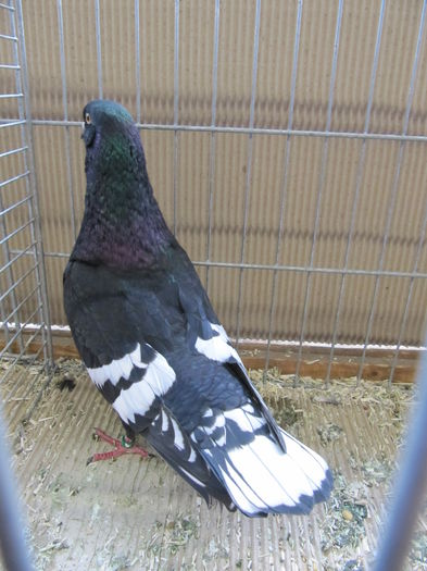 Ulm 2014 305 - Expozitia nationala a Germaniei - Ulm 2014