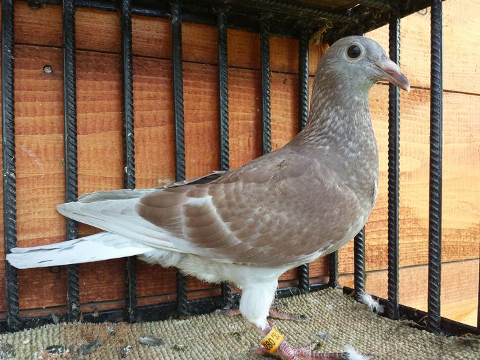 20140914_132949 - E-Amintiri