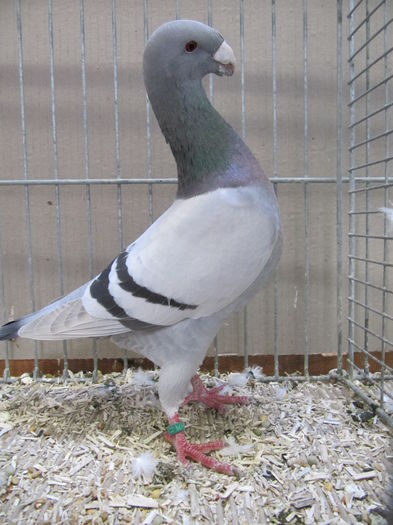 Ulm 2014 235 - Expozitia nationala a Germaniei - Ulm 2014