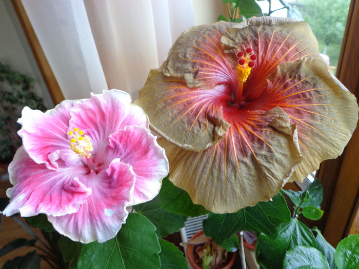 079 - A-HIBISCUS 2014