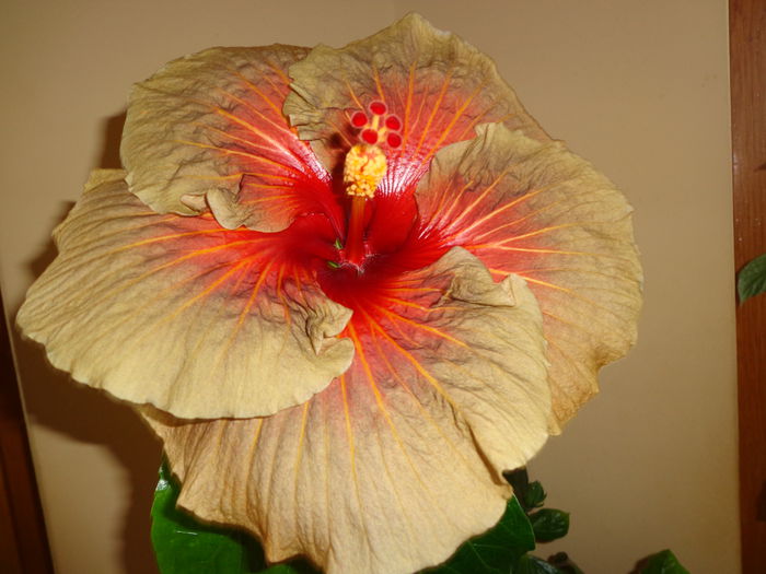 070 - A-HIBISCUS 2014