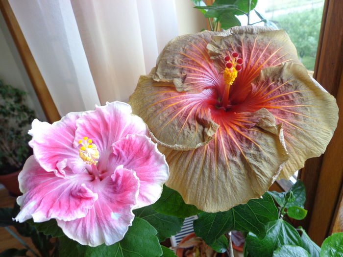 080 - A-HIBISCUS 2014