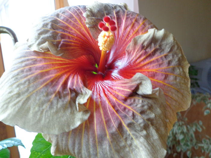 037 - A-HIBISCUS 2014