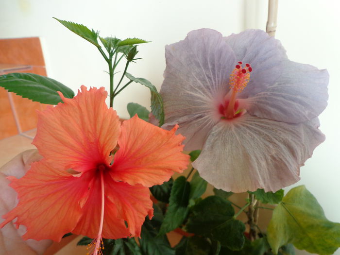 126 - A-HIBISCUS 2014