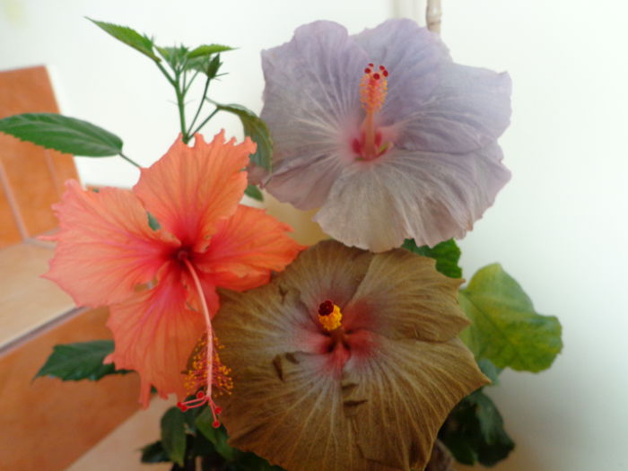 130 - A-HIBISCUS 2014