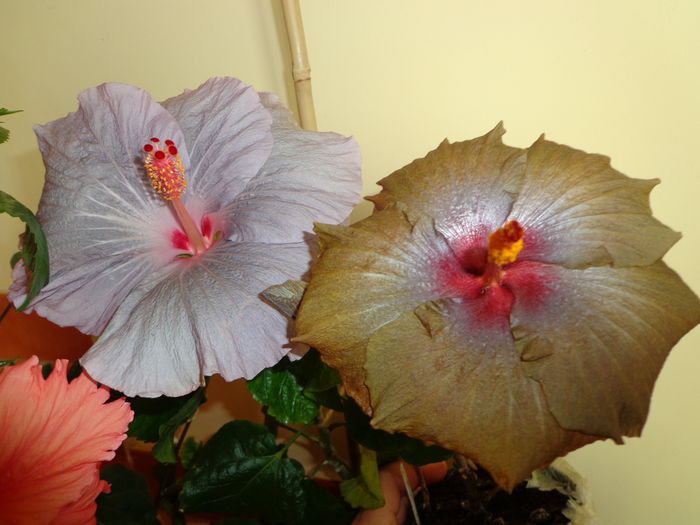 135 - A-HIBISCUS 2014
